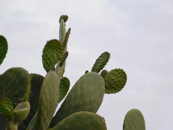 Dornige Pflanzen im Garten — Stockfoto