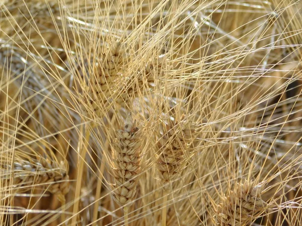 Kukorica a területen szabadban vidéken — Stock Fotó