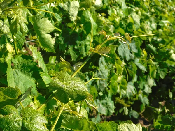 Variedades de uvas ao ar livre — Fotografia de Stock