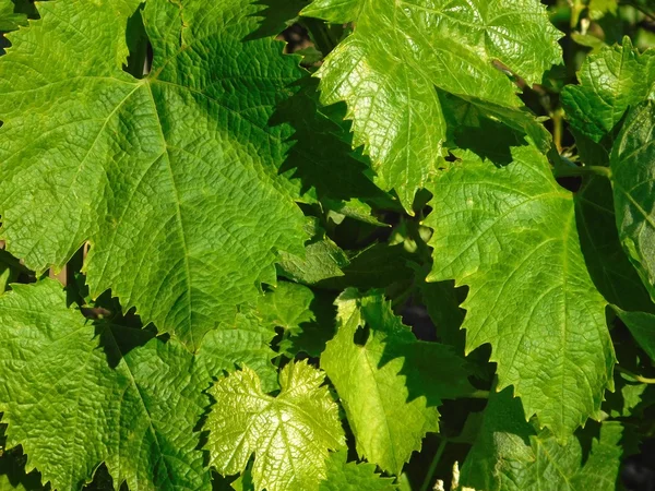 Varieties of grapes outdoors — Stock Photo, Image