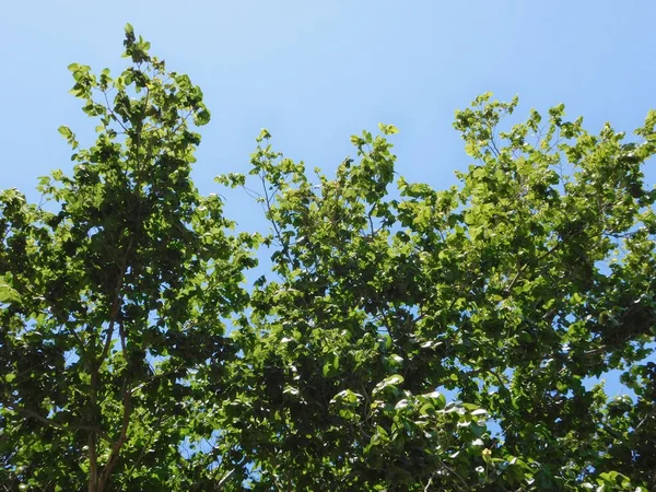 Stromy venku během dne — Stock fotografie