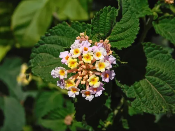 Flores al aire libre en el jardín —  Fotos de Stock