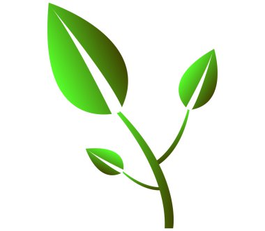 Foglie su sfondo bianco