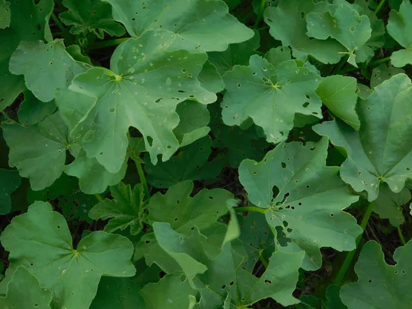 Plantas verdes al aire libre — Foto de Stock