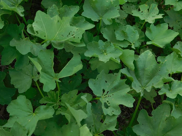 Plantas y hojas en campaña al aire libre — Foto de Stock