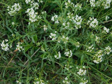 kırsal kesimde açık havada bitki