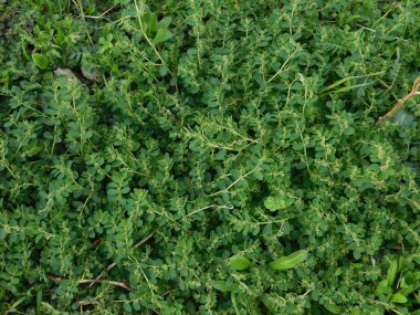 kırsal kesimde açık havada bitki