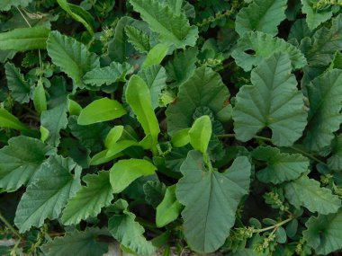 kırsal kesimde açık havada bitki