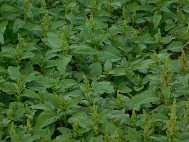 kırsal kesimde açık havada bitki