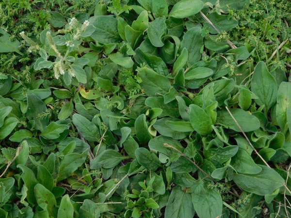 Plantas al aire libre en el campo — Foto de Stock