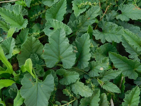 Plantas al aire libre en el campo — Foto de Stock