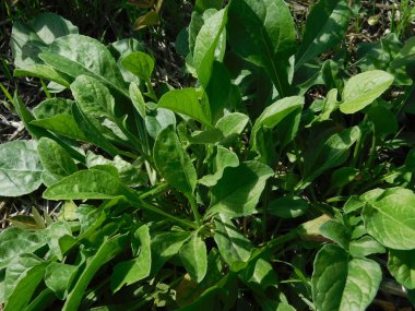 bitkiler ve çiçekler açık havada