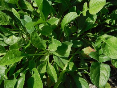 bitkiler ve çiçekler açık havada