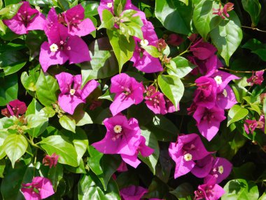 bitkiler ve çiçekler açık havada