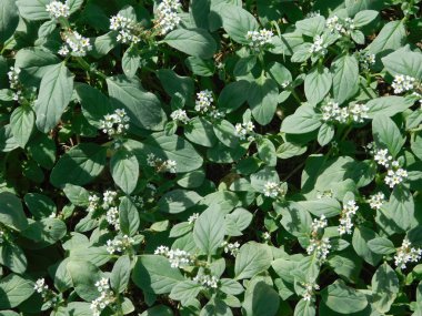 bitkiler ve çiçekler açık havada