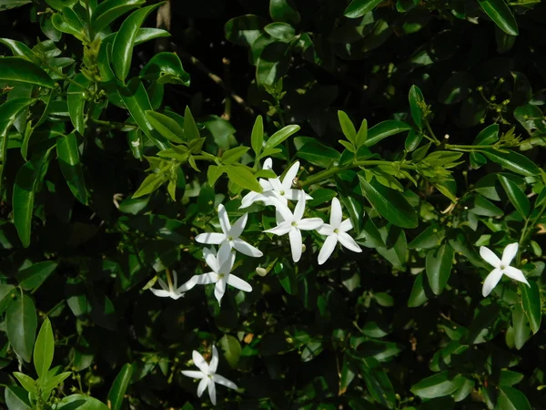 Plantas y flores al aire libre —  Fotos de Stock