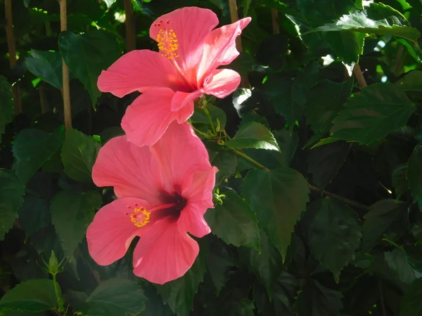 植物や花のアウトドア — ストック写真