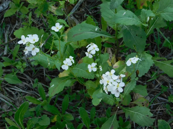 Plantas y hojas en campaña al aire libre — Foto de Stock