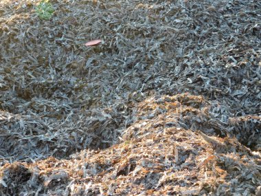 yosun deniz kenarında plajda açık havada