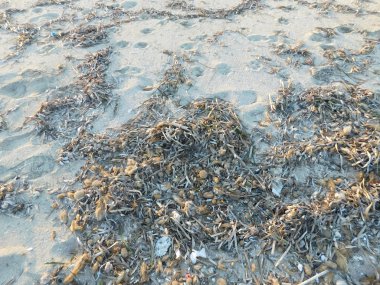 yosun deniz kenarında plajda açık havada