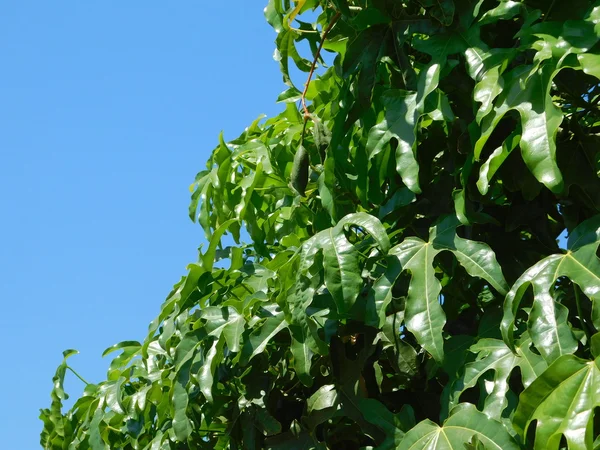 Växter och blad i utomhus kampanj — Stockfoto