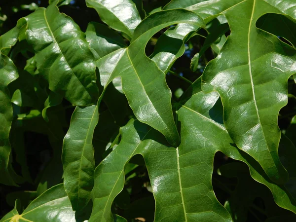 Plantas y hojas en campaña al aire libre — Foto de Stock