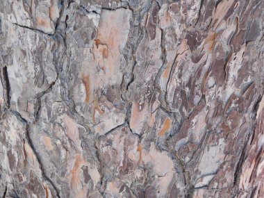 ağaç gövde açık kampanya