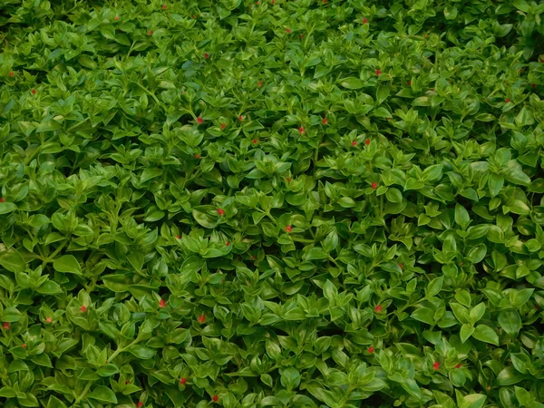 Plantas y hojas en campaña al aire libre — Foto de Stock