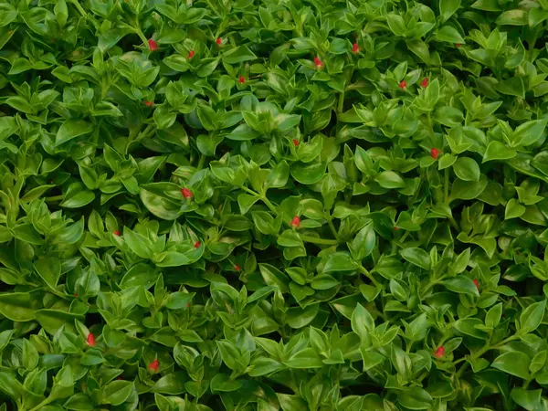 Plantas y hojas en campaña al aire libre — Foto de Stock