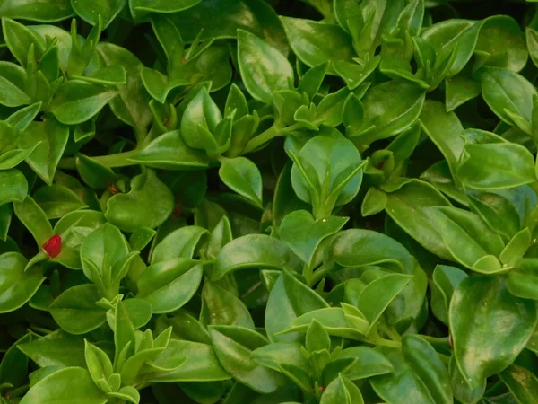 Plantas y hojas en campaña al aire libre — Foto de Stock