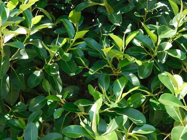 yaprakları ve açık kampanya bitkilerde