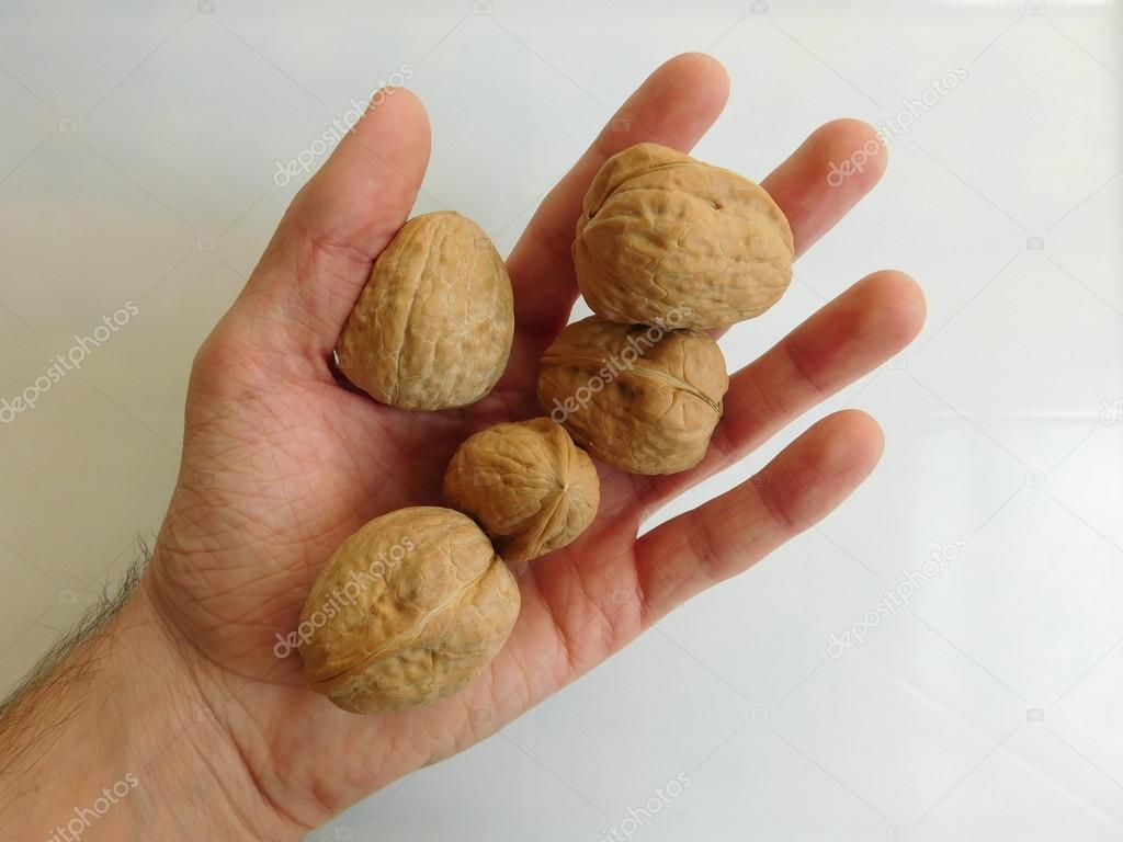 walnuts in hand to eat