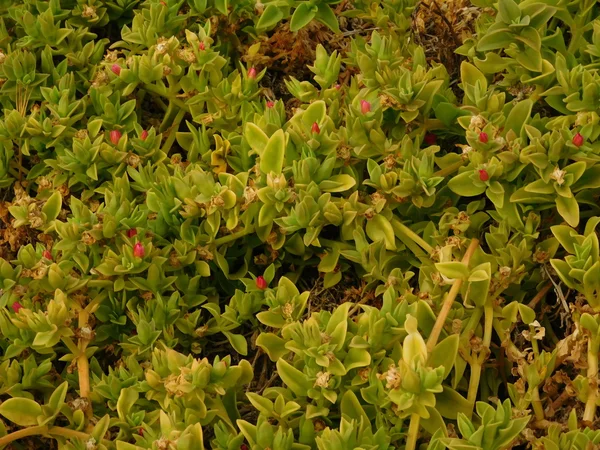 植物や屋外キャンペーンに葉 — ストック写真