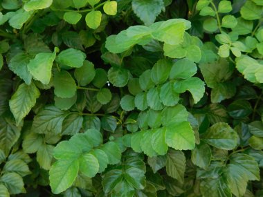 bitkiler ve yaprakları açık kampanya