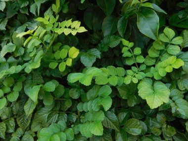 bitkiler ve yaprakları açık kampanya