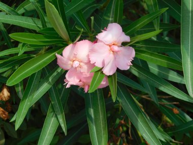 bitkiler ve yaprakları açık kampanya