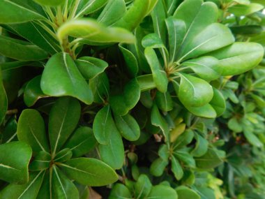 bitkiler ve yaprakları açık kampanya