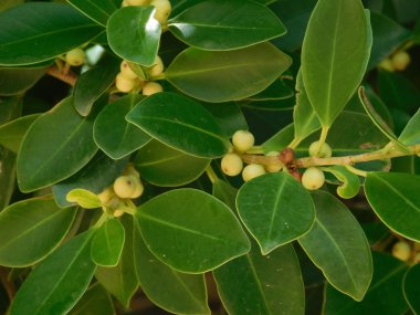 bitkiler ve yaprakları açık kampanya