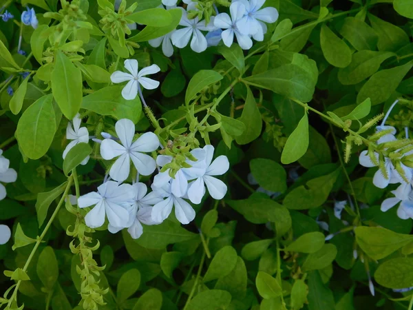 Flores y plantas en campaña al aire libre —  Fotos de Stock