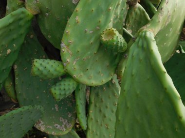 Açık kampanya dikenli bitkiler