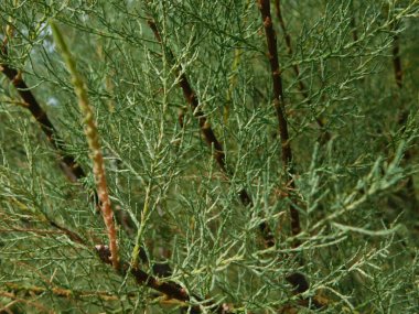 kırsal kesimde açık havada ağaç