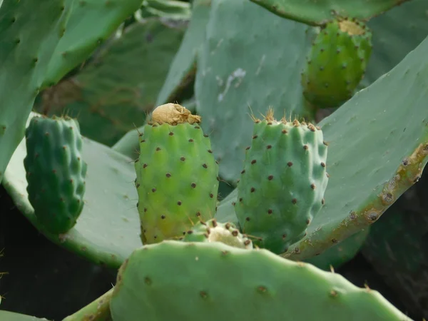 Plantas espinosas en campaña al aire libre — Foto de Stock