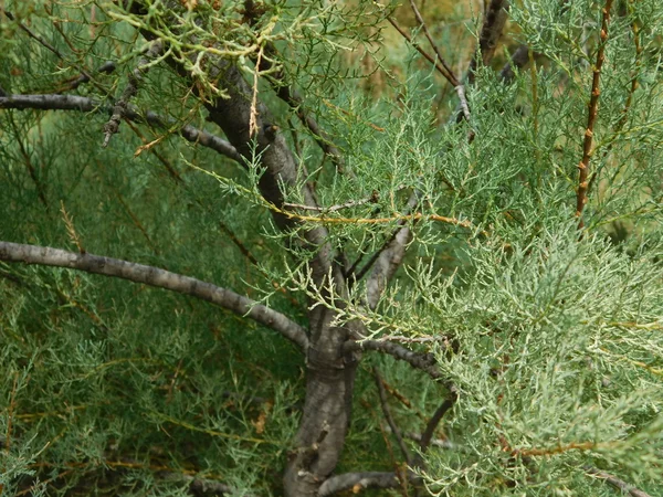 Arbres à l'extérieur dans la campagne — Photo