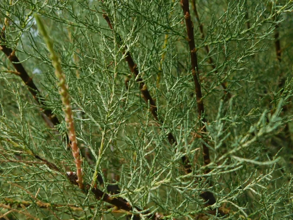 Arbres à l'extérieur dans la campagne — Photo