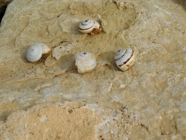 Escargots et pierre campagne extérieure — Photo