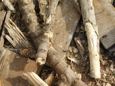 yakacak odun ve kereste açık kampanya