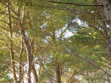 kırsal kesimde açık havada ağaç