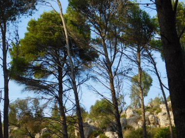 kırsal kesimde açık havada ağaç