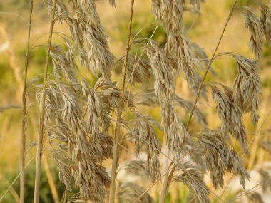 bitkiler ve yaprakları açık kampanya