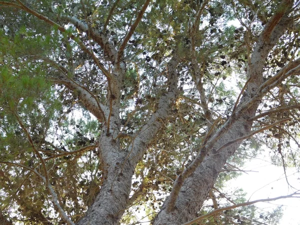Stromy v přírodě — Stock fotografie